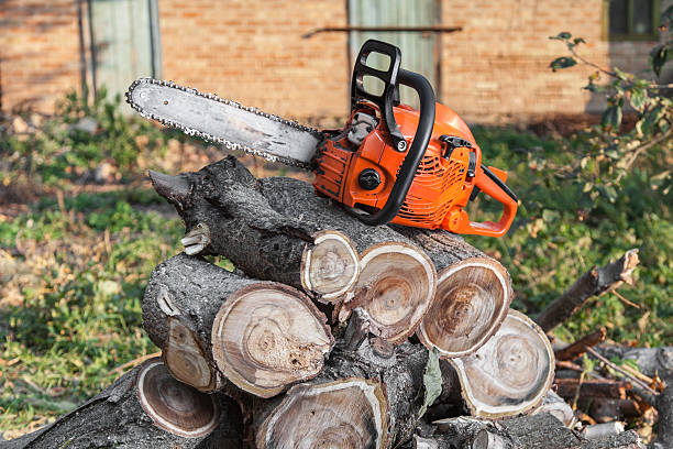 Tree Root Removal in Chisholm, ME